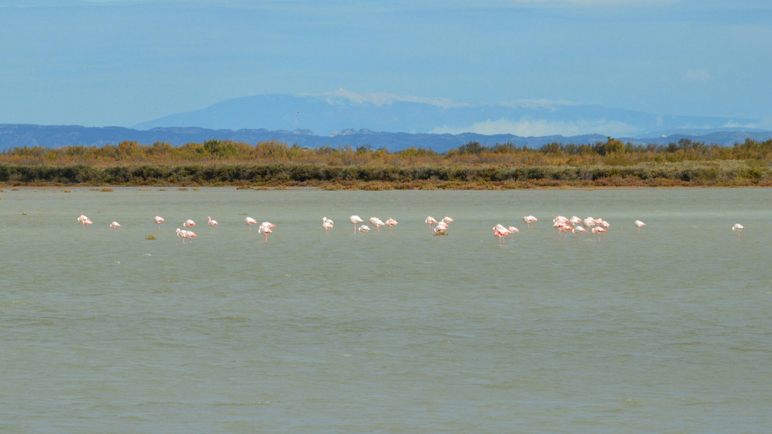 lagunes_flamants_roses_camargue